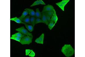 Immunofluorescence staining of Hela cells with ABIN7139835 at 1:50, counter-stained with DAPI. (FOXO4 抗体  (AA 45-63))