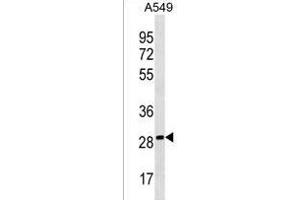 PEBP4 Antibody (Center) (ABIN1537711 and ABIN2838355) western blot analysis in A549 cell line lysates (35 μg/lane). (PEBP4 抗体  (AA 100-127))