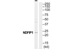 Western Blotting (WB) image for anti-Nedd4 Family Interacting Protein 1 (NDFIP1) (C-Term) antibody (ABIN1852508) (NDFIP1 抗体  (C-Term))