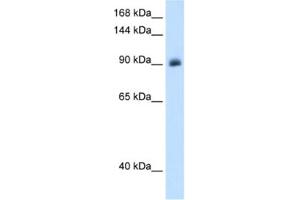 Western Blotting (WB) image for anti-Nuclear Receptor Subfamily 3, Group C, Member 2 (NR3C2) antibody (ABIN2462859) (NR3C2 抗体)