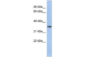 WB Suggested Anti-PEX7  Antibody Titration: 0.
