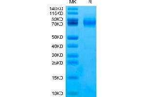 SDS-PAGE (SDS) image for Sialic Acid Binding Ig-Like Lectin 10 (SIGLEC10) (AA 17-546), (R119A) protein (His-Avi Tag,Biotin) (ABIN7275605)