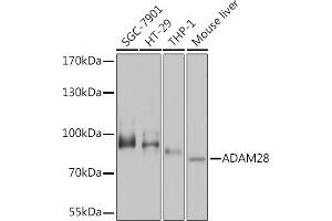 Western blot analysis of extracts of various cell lines, using  Rabbit pAb  at 1:1000 dilution. (ADAM28 抗体  (AA 199-440))