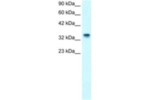 Western Blotting (WB) image for anti-Nucleophosmin (Nucleolar phosphoprotein B23, Numatrin) (NPM1) antibody (ABIN2460861) (NPM1 抗体)