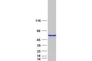 Western Blotting (WB) image for Cell Division Cycle 123 Homolog (CDC123) protein (Myc-DYKDDDDK Tag) (ABIN2713827)