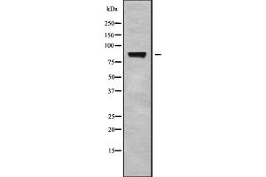 Western blot analysis STRN using 293 whole cell lysates (Striatin 抗体  (N-Term))