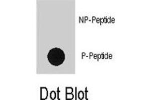 Dot blot analysis of RPS6KA1 (phospho S363) polyclonal antibody  on nitrocellulose membrane. (RPS6KA1 抗体  (pSer363))
