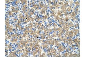 MARVELD3 antibody was used for immunohistochemistry at a concentration of 4-8 ug/ml to stain Hepatocytes (arrows) in Human Liver. (MARVELD3 抗体  (Middle Region))