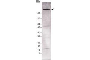 Western blot analysis of Fasn in mouse liver lysate using Fasn polyclonal antibody . (Fatty Acid Synthase 抗体)