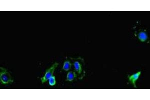 Immunofluorescent analysis of Hela cells using ABIN7149154 at dilution of 1:100 and Alexa Fluor 488-congugated AffiniPure Goat Anti-Rabbit IgG(H+L) (COX1 抗体  (AA 474-513))