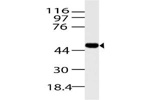 Image no. 1 for anti-Arrestin, beta 1 (ARRB1) (AA 150-318) antibody (ABIN5027057) (beta Arrestin 1 抗体  (AA 150-318))