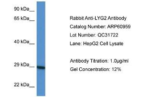 Western Blotting (WB) image for anti-Lysozyme G-Like 2 (LYG2) (Middle Region) antibody (ABIN2788633) (LYG2 抗体  (Middle Region))