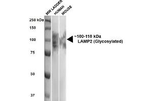 Western Blot analysis of Human, Mouse HEK293 and 3T3NIH cell lysates showing detection of ~100-110 kDa LAMP2 protein using Rat Anti-LAMP2 Monoclonal Antibody, Clone GL2A7 .