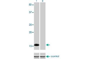 Western blot analysis of ID1 over-expressed 293 cell line, cotransfected with ID1 Validated Chimera RNAi (Lane 2) or non-transfected control (Lane 1). (ID1 抗体  (AA 1-155))