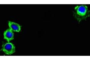 Immunofluorescent analysis of Hela cells using ABIN7164505 at dilution of 1:100 and Alexa Fluor 488-congugated AffiniPure Goat Anti-Rabbit IgG(H+L) (GPR82 抗体  (AA 273-336))