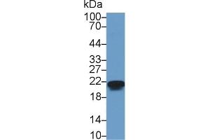 Western Blotting (WB) image for anti-Chromobox Homolog 3 (CBX3) (AA 1-183) antibody (ABIN7434848)