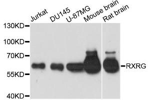 Western blot analysis of extracts of various cell lines, using RXRG antibody (ABIN6290901) at 1:1000 dilution. (Retinoid X Receptor gamma 抗体)