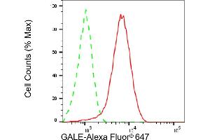 Flow cytometric analysis of GALE expression in HepG2 cells using GALE antibody (ABIN7800765), 1:2,000). (GALE 抗体)