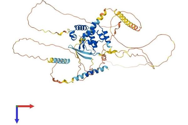 ARID3A Protein (AA 1-593) (His tag)
