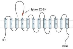 Representative domain view of the target of ABIN7043261. (GLYT1 抗体  (2nd Extracellular Loop))