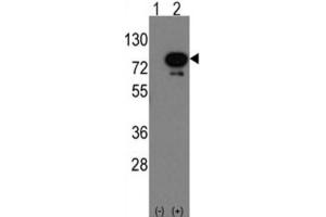 Western Blotting (WB) image for anti-Deformed Epidermal Autoregulatory Factor 1 (Drosophila) (DEAF1) antibody (ABIN3001569) (DEAF1 抗体)