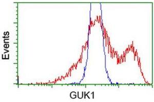 HEK293T cells transfected with either RC202510 overexpress plasmid (Red) or empty vector control plasmid (Blue) were immunostained by anti-GUK1 antibody (ABIN2454405), and then analyzed by flow cytometry. (GUK1 抗体)