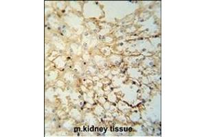 LYPD1 Antibody (C-term) (ABIN653701 and ABIN2843019) immunohistochemistry analysis in formalin fixed and paraffin embedded mouse kidney tissue followed by peroxidase conjugation of the secondary antibody and DAB staining. (LYPD1 抗体  (C-Term))