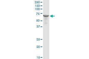 HSPD1 MaxPab rabbit polyclonal antibody. (HSPD1 抗体  (AA 1-573))