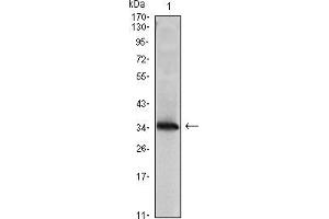 Western blot analysis using NME1 mAb against NME1(AA: 27-177)-hIgGFc transfected HEK293 cell lysate. (NME1 抗体)