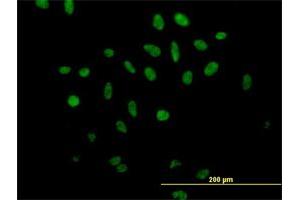 Immunofluorescence of purified MaxPab antibody to SFRS17A on HeLa cell. (SFRS17A 抗体  (AA 1-446))