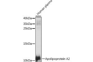 Western blot analysis of extracts of human plasma, using Apolipoprotein  antibody (ABIN7265634) at 1:1000 dilution. (APOA2 抗体  (AA 1-100))