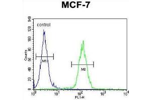 USF1 Antibody (Center) flow cytometric analysis of MCF-7 cells (right histogram) compared to a negative control cell (left histogram).