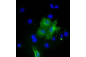 Immunofluorescence (IF) image for anti-Pyruvate Kinase, Liver and RBC (PKLR) antibody (ABIN1500246) (PKLR 抗体)