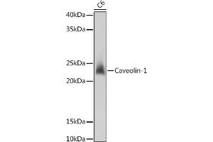 Western blot analysis of extracts of C6 cells, using Caveolin-1 antibody (ABIN6131271, ABIN6137992, ABIN6137993 and ABIN6218615) at 1:1000 dilution. (Caveolin-1 抗体  (AA 1-100))
