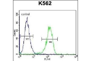 TTBK2 Antibody (N-term) (ABIN656096 and ABIN2845439) flow cytometric analysis of K562 cells (right histogram) compared to a negative control cell (left histogram). (TTBK2 抗体  (N-Term))