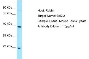 WB Suggested Anti-Bcl2l2 Antibody   Titration: 1. (BCL2L2 抗体  (C-Term))