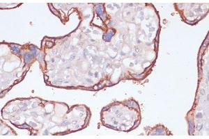 Immunohistochemistry of paraffin-embedded Human placenta using NT5E / CD73 Polyclonal Antibody at dilution of 1:200 (40x lens). (CD73 抗体)