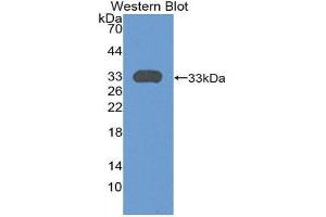 Western Blotting (WB) image for anti-Plexin A1 (PLXNA1) (AA 43-300) antibody (ABIN3201058) (Plexin A1 抗体  (AA 43-300))