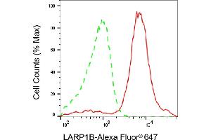 Flow cytometric analysis of LARP1B expression in HAP-1 cells using LARP1B antibody (ABIN7799223), 1:2,000). (LARP1B 抗体)