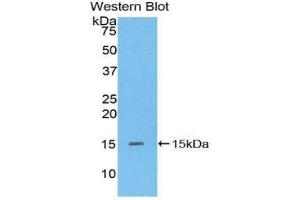 Western Blotting (WB) image for anti-Defensin, alpha 5, Paneth Cell-Specific (DEFA5) (AA 20-94) antibody (ABIN1175204) (DEFA5 抗体  (AA 20-94))