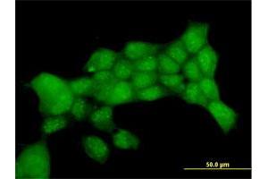 Immunofluorescence of purified MaxPab antibody to PTTG1 on 293 cell. (PTTG1 抗体  (AA 1-202))