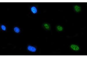 IF analysis of FIP1L1 using anti-FIP1L1 antibody (ABIN7600761). (FIP1L1 抗体  (AA 23-558))