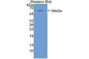 Detection of Recombinant NT5E, Bovine using Polyclonal Antibody to Cluster Of Differentiation 73 (CD73) (CD73 抗体  (AA 48-527))