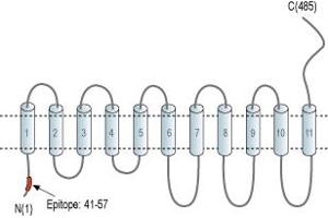 Representative domain view of the target of ABIN7043722.