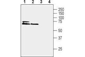 KCNK2 抗体  (Intracellular, N-Term)