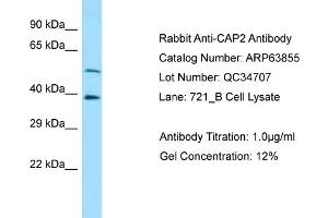 Western Blotting (WB) image for anti-Adenylyl Cyclase Associated Protein 2 (CAP2) (C-Term) antibody (ABIN2789645) (CAP2 抗体  (C-Term))