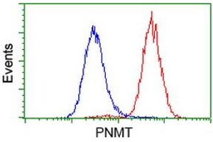 Image no. 3 for anti-Phenylethanolamine N-Methyltransferase (PNMT) antibody (ABIN1500308) (PNMT 抗体)