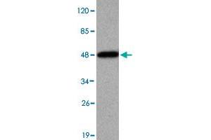 Western blot analysis of KDM3A monoclonal antibody  at 1 : 2000 dilution interacts with recombinant KDM3A protein with a His tag. (KDM3A 抗体  (N-Term))