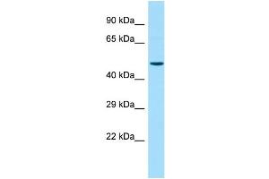Host: Rabbit Target Name: CBWD2 Sample Type: Hela Whole cell lysates Antibody Dilution: 1. (CBWD2 抗体  (C-Term))