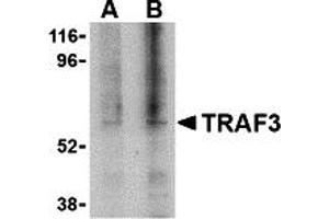 Western Blotting (WB) image for anti-TNF Receptor-Associated Factor 3 (TRAF3) (C-Term) antibody (ABIN1030765) (TRAF3 抗体  (C-Term))